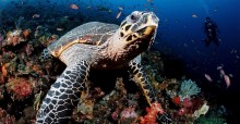 Hawksbill turtle, Komodo, Indo-Pacific, Indonesia, Southeast Asia, © Image Broker Robert Harding