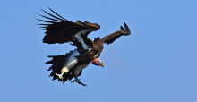 Lappet-faced Vulture © Andre Botha