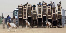 Oryx relâchés à la réserve d’Ouadi Rimé Achim © Ayman Khalil