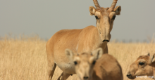 Antilope saïga  (Saiga tatarica) - © Navinder Singh