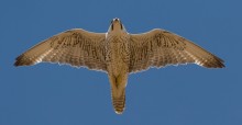 Saker Falcon (adult female) © Gabor Papp www.RaptorImages.hu