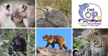 African Lion © John Birch; Caspian Seal © Mirgaliy Baimukanov, ihe.kz, kaspika.org; Chimpanzee © Clara Nobbe; Gobi Bear © Jenny E. Ross; Leopard © John Birch