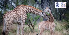 Numbers of Giraffes have plunged by almost 40 per cent over the past 30 years, according to IUCN © John Birch 