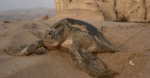 Green Turtle at Ras al Jinz © D Hykle UNEP/CMS/IOSEA