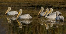 Dalmatian Pelicans © Sergey Dereliev (UNEP/AEWA), www.dereliev-photography.com