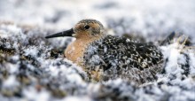 Red Knot, which breeds in the high Arctic migrates up to 16,000 km twice a year / Photo: Peter Prokosch, GRID-Arendal