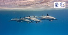 A group of 13 spinner dolphins (Stenella longirostris) resting under a glassy surface at Samadai Reef, Egypt © A. Cesario