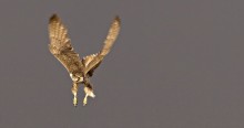 Female Saker Falcon. © Gabor Papp www.raptorimages.hu