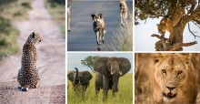 Cheetah © John Birch; African Wild Dog © John Birch; Leopard © Nick Dale; African Elepahnt © Andreas Klotz; African Lion © Jacques-Andre Dupont