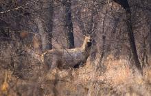 UN Wildlife Treaty Releases New Reports on Importance of Community