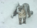 Snow Leopard - © Margaret White