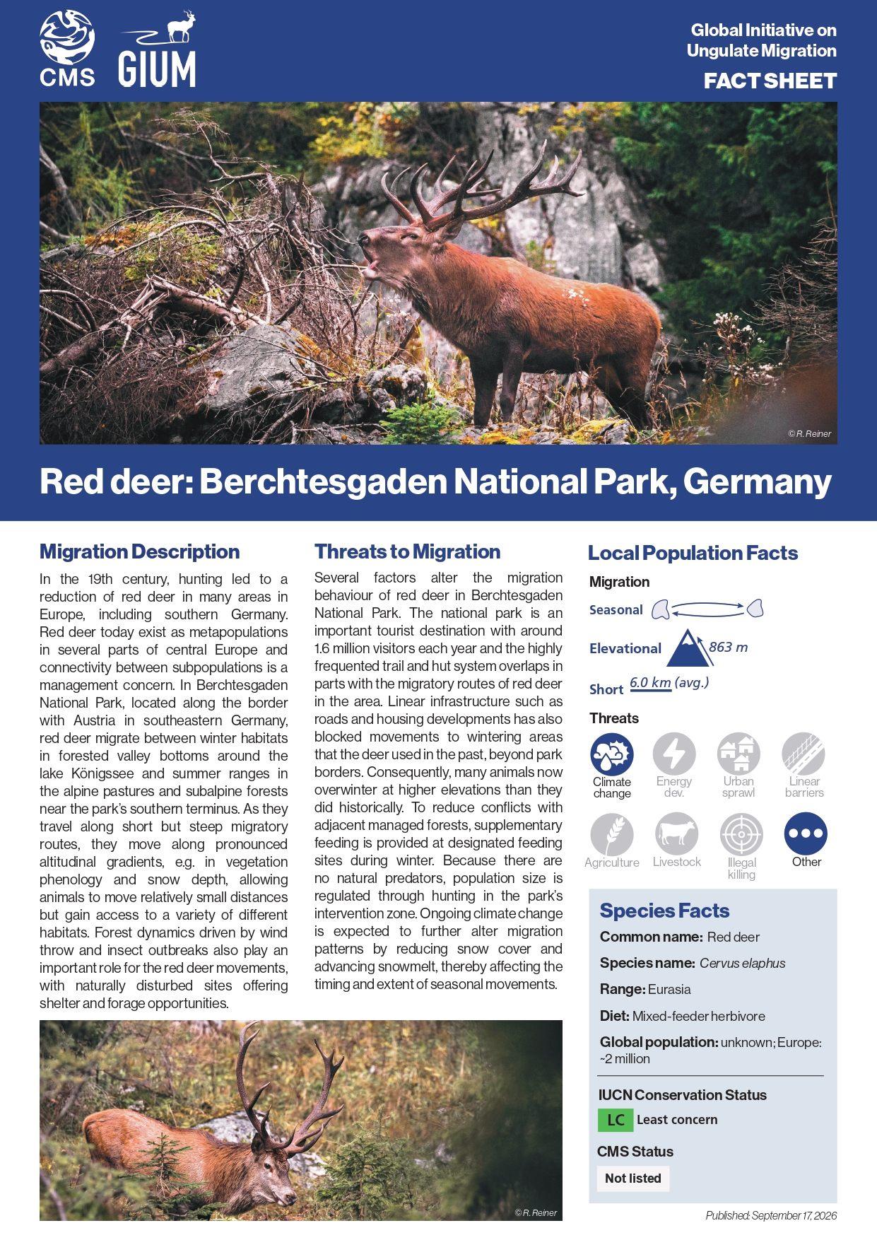Red deer in Berchtesgaden National Park, Germany