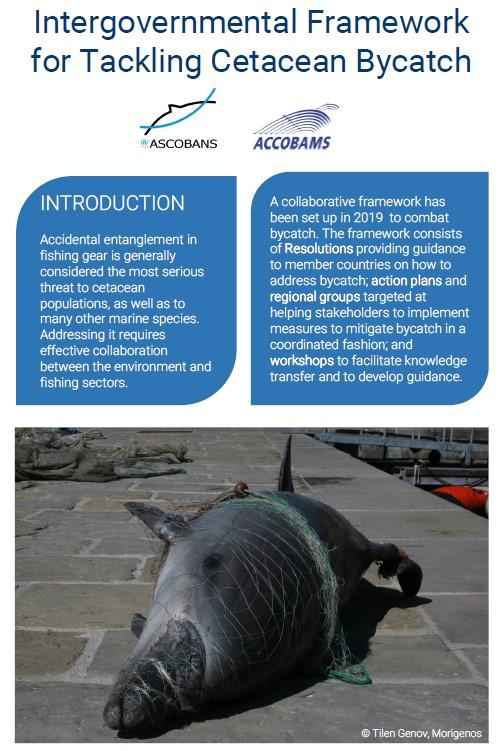 Intergovernmental Framework to Tackling Cetacean Bycatch