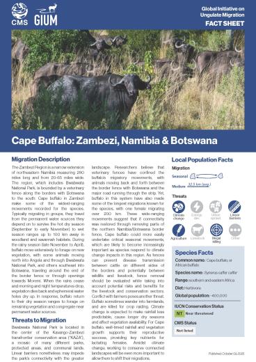 Cape Buffalo Migration Fact Sheet 