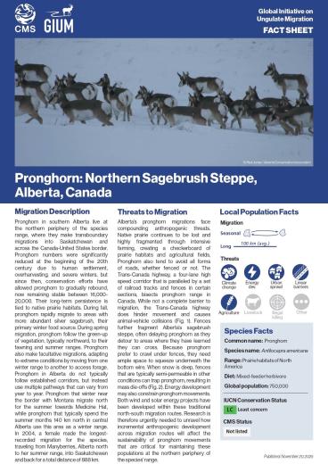 Fact Sheet on Pronghorn