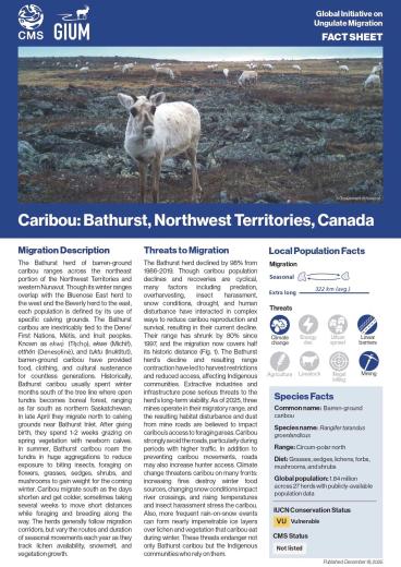 Fact Sheet on Caribou in Bathurst, Canada
