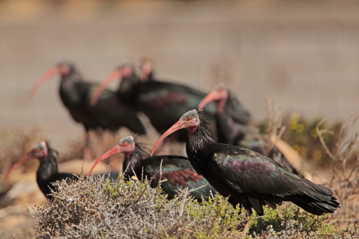 Northern Bald Ibis
