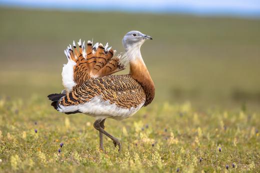 Great Bustard - Photo: Adobe Stock Images 