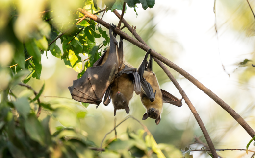 Straw-coloured Fruit Bat © Adobe Stock Images 