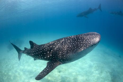 “Oslob Whale Shark” by Klaus Stiefel, CC BY-NC 2.0
