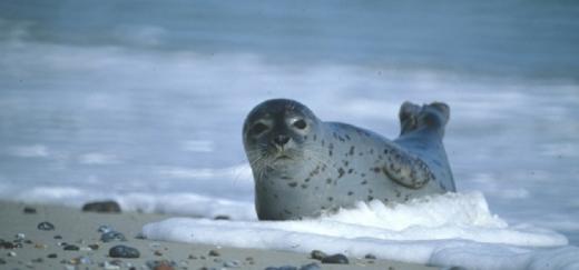 Harbor Seal © Klaus Janke