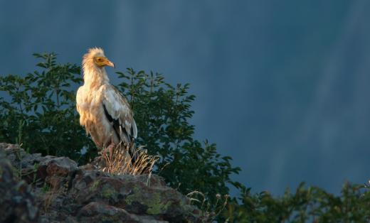 Egyptian Vulture (Neophron percnopterus)