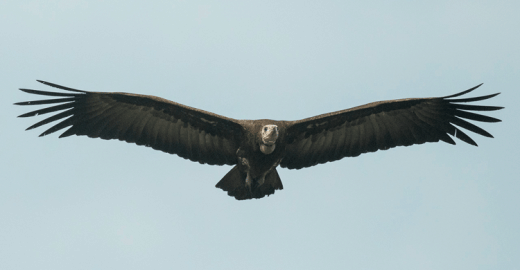 By Francesco Veronesi from Italy (Hooded Vulture - Gambia 17_CD5A2707) [CC BY-SA 2.0 (http://creativecommons.org/licenses/by-sa/2.0)], via Wikimedia Commons