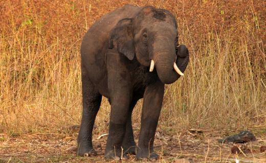 Asian Elephant 
