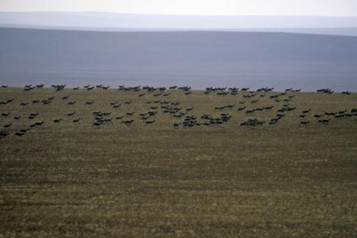  Mongolian Gazelles - Eastern steppe, Mongolia © Petra Kaczensky