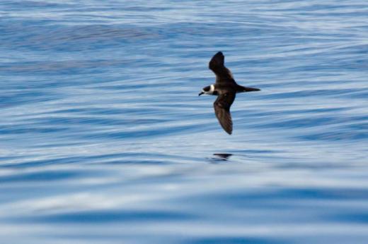 Vanuatu Petrel; Falla's Petrel by Pierre van der Wielen / CC-BY-NC-ND