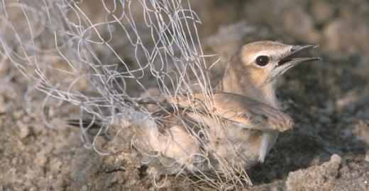  Wheatear caught in Trammel Net - Photo: Mindy El Bashir (Nature Conservation Egypt)
