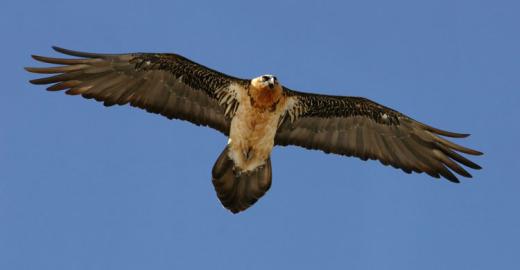 Bearded vulture (Gypaetus barbatus) © Andras Kovacs www.RaptorImages.com