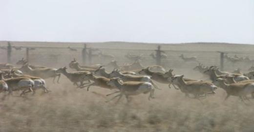 Mongolian Gazelles at border fence  © Badamjav Lkhagvasuran