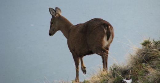 Huemul (Hippocamelus bisulcus) © Eduardo Ramilo