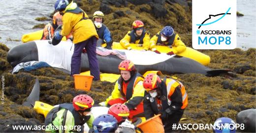 Pilot whale mass stranding in Scotland, copyright Crown