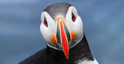 Atlantic Puffin (Fratercula arctica) © Sergey Dereliev, dereliev-photography.com