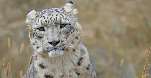 Snow Leopard (Uncia uncia) © pixabay.com 