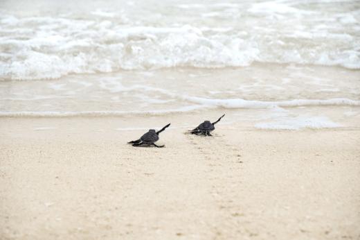 Hatchlings on the way to the sea