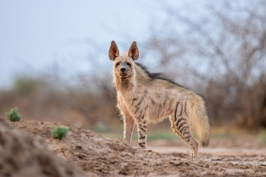Striped Hyena © Adobe Stock Images