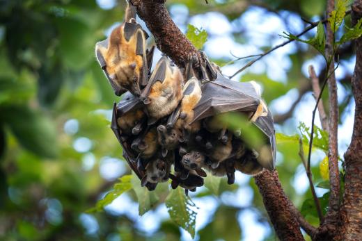 Straw-coloured Fruit Bats © Adobe Stock Images