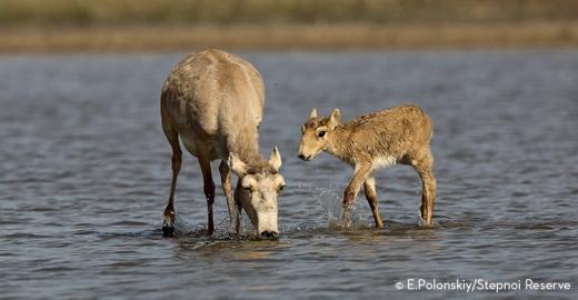 Saiga mother with calf, Stepnoi Reserve, Russia © E. Polonskiy