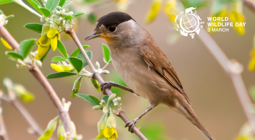 An adult male Eurasian Blackcap in the Canary Islands, Spain © Juan Emilio