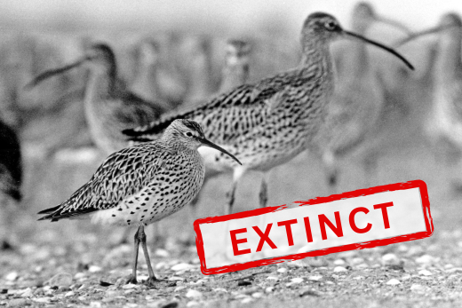 Slender-billed Curlew Extinct 