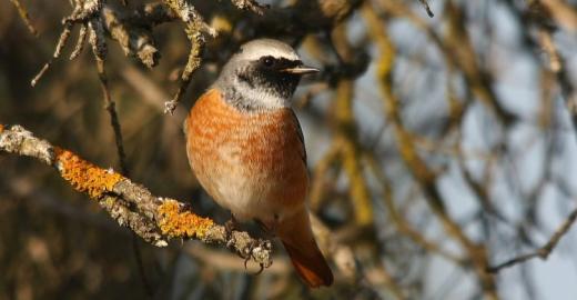 Redstart © Ricardo Gomez Calmaestra