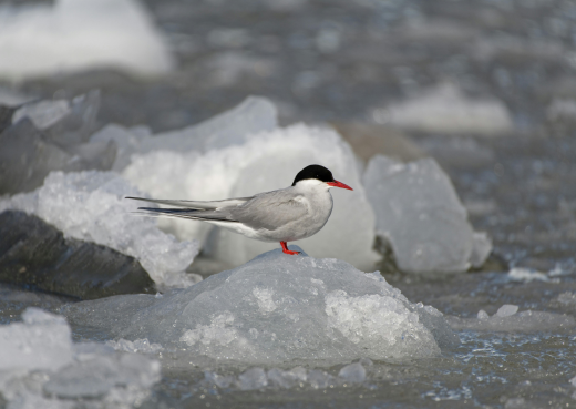 Close up of Artic Tern on ice