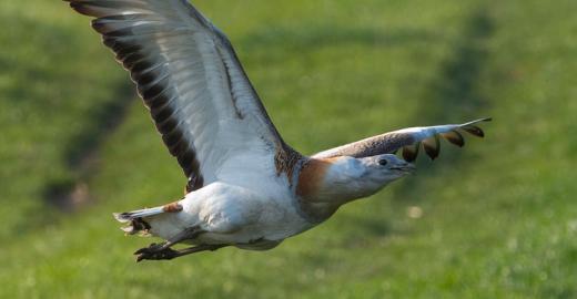Great Bustard © Franz Kovacs, LIFE Project "Great Bustard"  www.grosstrappe.at 