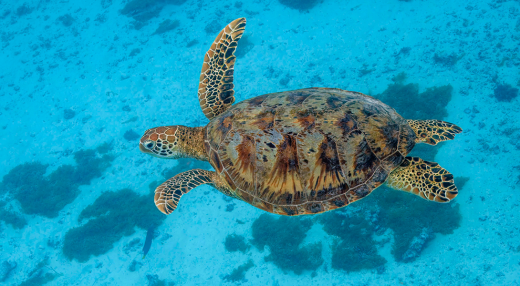 Green sea turtle (Chelonia mydas), Moorea, French Polynesia. Photo by Charles J. Sharp (CC BY-SA 4.0)