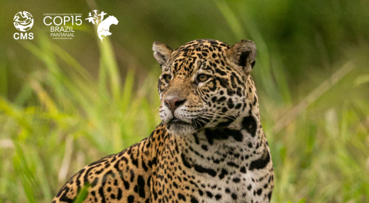 Jaguar (Panthera onca). Photocech / Adobe Stock | #526706118