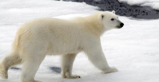 female polar bear © Peter Prokosch, GRID-Arendal