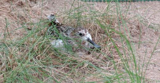 Spoon-billed Sandpiper (Calidris pygmaea) ©  Tanya Grigg WWT